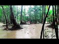 Forest Rain Sounds Video Ambience Asmr 4k Sleeping 1Hour