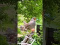 🌻아름다운 🦜새 🐦소리 들으며 시간 달리기합니다🌴🌴🌱함께 해주셔서 감사드립니다 🙏🌻🙏 사랑합니다 💜 💕