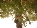 The Blessed Tree, Biqawiyya, Jordan