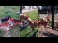 HUNTER THE BASENJI | YEAR ONE