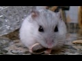 Hamster se come una pipa