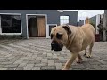 South African boerboel Female keeping trespassers out 45kgs (10months)