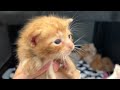 7 Orange Foster Kittens -- My Silly Method for Telling Who's Who!