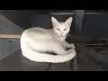 O gatinho branco fugiu de casa