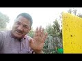 Sticky trap लगाने के बाद देखिए इसका रिजल्ट/yellow sticky trap