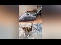 Funny Dogs And Cats Videos 2023 🤤 - Best Funniest Animal Videos Of The Month #19