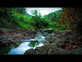 Mountain Stream Relaxing Sounds for Sleeping Therapy Healing Meditation Study