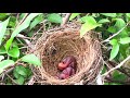 Parent Birds Rescue Babies From Ants Attack! (2) – Ant Attack Baby Bulbul (Bird Watching Ep22)
