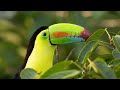 Costa Rica Birds, Mammals, and More-By a Bird Photographer 4K UHD