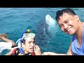 Swimming with Whale Sharks Butanding in Oslob Cebu