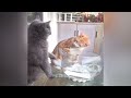 YOU LAUGH YOU LOSE😺Best Funny Animals Video 2024😼🐶