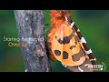 Tiger moth life cycle | Metamorphosis (Garden tiger moth) | Ancestry Discovery