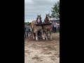 Check these guys out #horse  #drafthorses #pulls #shorts