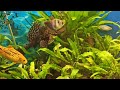 Сомы в моем 100 л аквариуме/Анциструс и птеригоплихт/Fish in my 100 l tank/Catfish are clingers