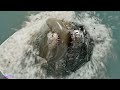Godzilla Eats Megalodon in Pacific Ocean