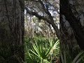 Cardinals in the Florida swamp 🐦🐦