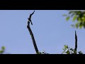 Blue jay tosses woodpecker out of tree for no good reason