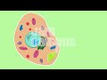 THE PARTS OF A CELL SONG | Science Music Video