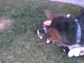 Heidi (German Shepard dog), Precious (Pug dog), Lulu (cat), Mo (cat), rats