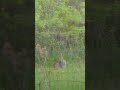 Wild Bush Bunny 🐰 Spotted Washing Itself 🛁