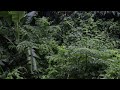 Rainfall on Forest for relax  and sleep | Rainstorm Sounds | Rainforest relaxing sounds