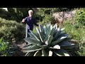 Pan Global Plants - A Summer Garden Tour with Nick Macer