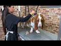 Dog Groom of the Week: Hugo the Basset Hound