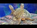Florida River Cooter Babies-Creating an Indoor Turtle Habitat with a Starter Tank inside a Tank