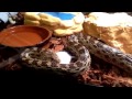 Feeding my pet snake