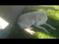 Late summer afternoon at Rotary Park with Nanook