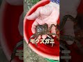 水性生物観察🐢🦀🐟〜ついでにゴミ拾い😁