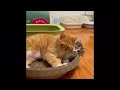 😂 Funniest Cats and Dogs Videos 😺🐶 || 🥰😹 Hilarious Animal Compilation №427