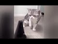 Try Not To Laugh Cats And Dogs Videos😪🐶New Funny Animals Video 2024