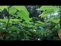 Fall asleep in 5 minutes with this wonderful sound of rain in the Rainforest for sleeping and relax