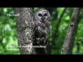 Coot, Gallinula, Killdeer babies, Barred owl with sounding youth, Montezuma New York 6/26/2024.