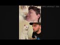 Funny Dog And Cat Videos 🐈😘🐕 - Best Funny Animal Videos 2023 🤣 #7.mp4