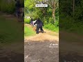 gorilla banana prank