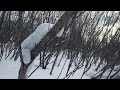 Снежная исполинская саламандра или песец?  Snow giant salamander or arctic fox?