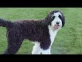 7 Reasons You SHOULD NOT Get a Bernedoodle
