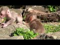 〖SNOW MONKEY〗 Baby monkey looking for mom 2022
