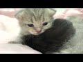 Mom cat kisses the adopted blind kitten