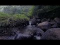 Forest Sounds, Birds Singing, Babbling Brook - Relaxation, Meditation, Sleep