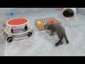 The Funniest Dogs and Cats Videos 2024 To Crack You Up All Long Day #2