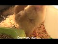 Hatching chicks.wmv