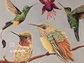 Hummingbird Gouache Illustration
