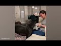 When Your Big Dog Thinks He's a Little Puppy! 🤣 Funny dogs videos