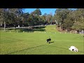 Beautiful 3 years old greyhound running and playing!