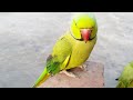 Gorgeous 😍 parrot whistling and sitting on my hand||Ringneck talking parrot || speaks in Urdu&Hindi