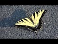 Eastern Tiger Swallowtail seen 09/29/2018 near Kingstowne Park in Fairfax Co., Va. (1080 P)