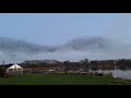 starling murmuration dec 2020